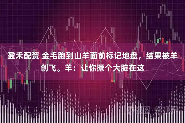 盈禾配资 金毛跑到山羊面前标记地盘，结果被羊创飞。羊：让你撅个大腚在这